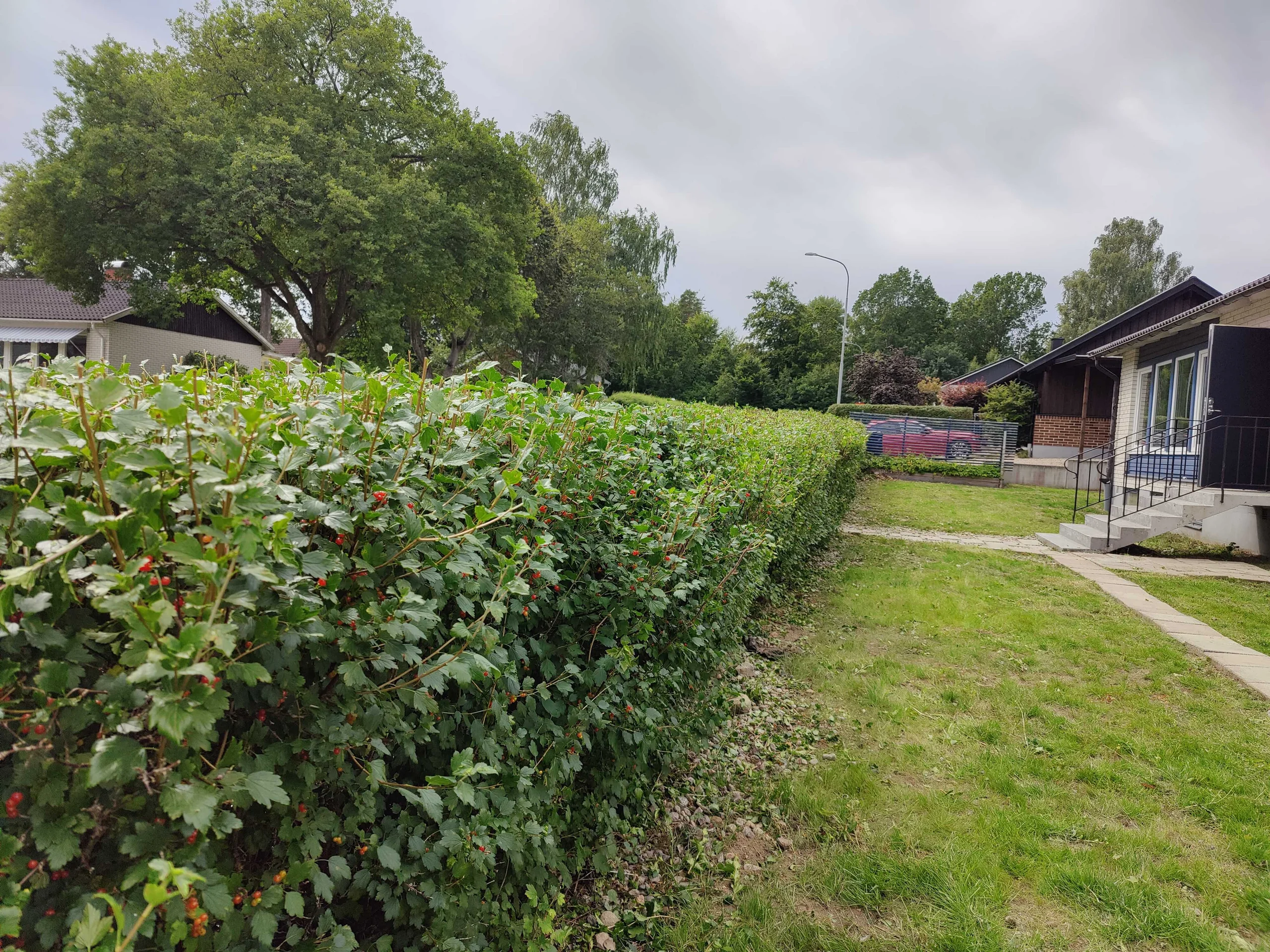 Professional garden maintenance service