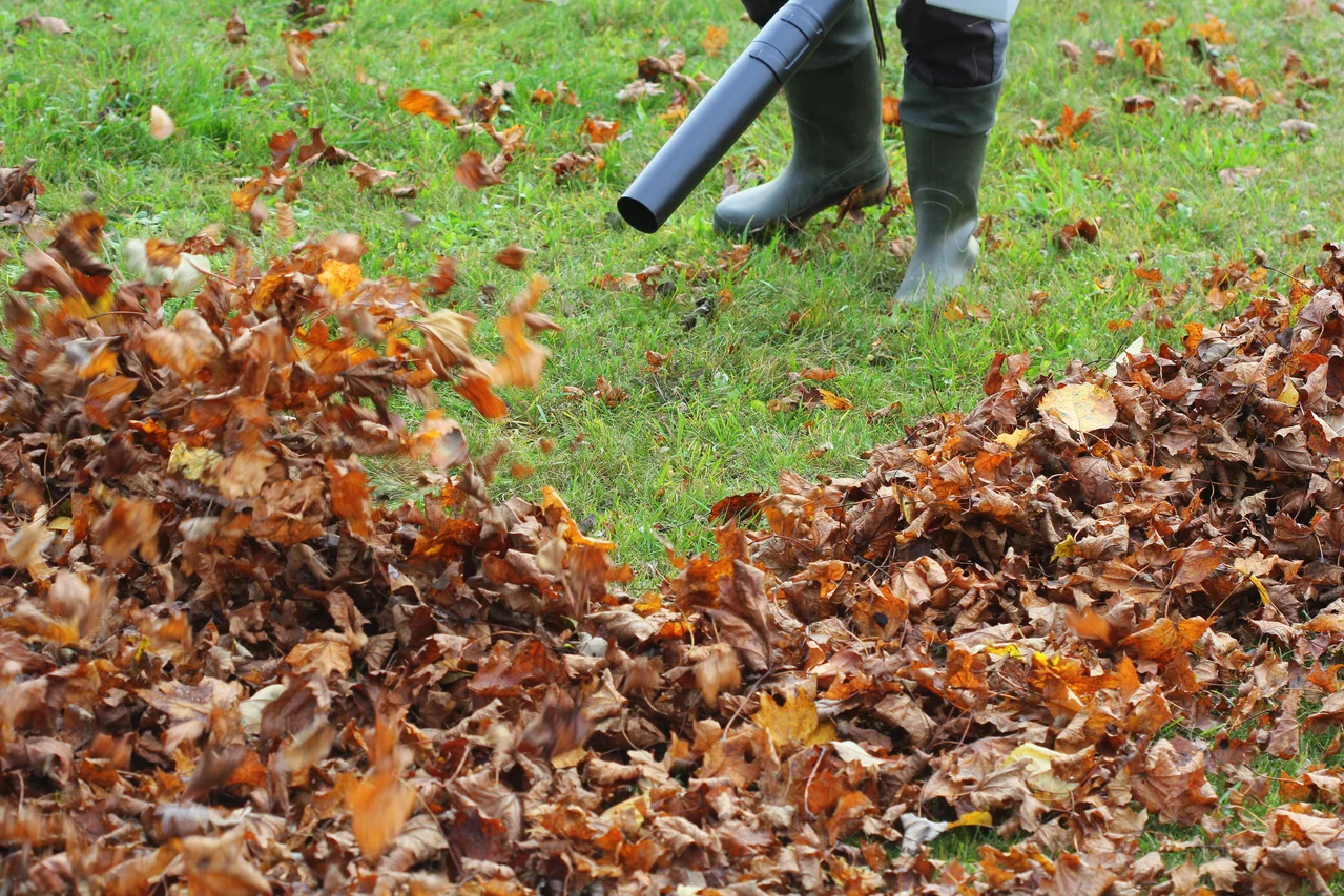 Professional garden maintenance service
